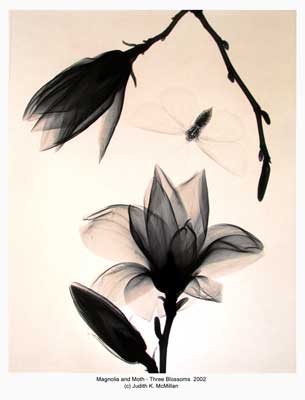 16x20-Magnolia-and-Moth-3-Blossoms-2002-reduced_web