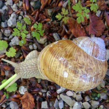 Roman snail